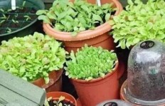 哪种植物种植既简单又能高效赚钱？