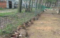 如今农村养殖哪些项目最具盈利潜力？