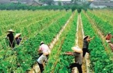 种植茶籽树能否带来可观收益？经济效益分析
