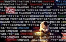 说唱歌手除了唱歌还涉足哪些副业？他们的多元职业选择你知道吗？