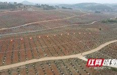 在龙岩农村，哪些项目能带来高收入？