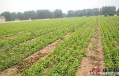 在云南种植哪种药材最具盈利潜力？