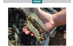 哪种虾养殖利润最高？附高效养殖图片解析