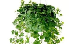 哪种家庭植物种植能最快实现盈利？