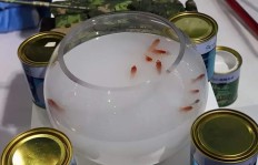选择代理晨阳水漆，真的能带来可观的收入吗？