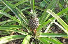 种植菠萝苗究竟能否带来可观收益？真相在此！
