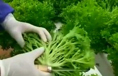 在福州，种植哪些蔬菜最赚钱？