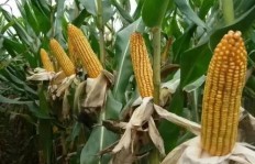 山西农村种植玉米能盈利吗？经济效益分析
