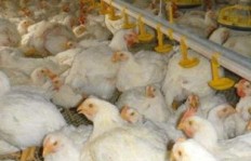 养肉鸡与养羊，究竟哪种养殖方式能更快实现盈利？