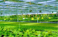 在当前市场环境下，种植哪些蔬菜能让农业收益最大化？