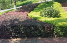 哪种植物在公共绿化中种植最具经济效益？