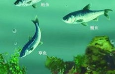 当前水产养殖中，哪种鱼类最具盈利潜力？