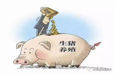 同样是养猪，为何有人亏损连连？背后原因何在？