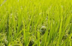 如何在稻田里拍摄视频实现盈利？