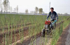 在市中心种植哪些蔬菜能带来高收益？
