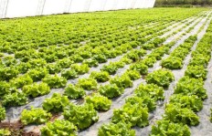 大棚种植生菜真的能带来可观收益吗？