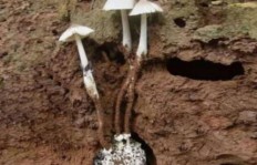 在潜渊症中种植哪种作物最赚钱？