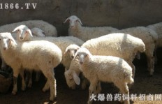 养羊能带来哪些收益？如何通过养羊赚钱？