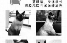 悬赏猫网页究竟是什么？网页版有何特别之处？