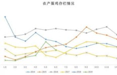 养殖小鸡多久才能实现盈利？投资回报周期详解