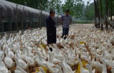 养鹅与养猪，哪个更能助你财源滚滚？