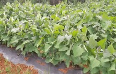 哪种水果种植既美味又盈利？农场主必看的选择指南