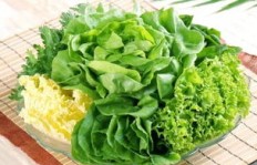 外地种植哪种青菜最具盈利潜力？如何选择高收益品种？