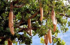 如何在承包地上选择种植树木以获取最佳经济效益？