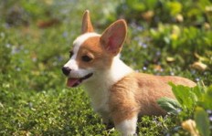 哪种小型犬既赚钱又不占空间，最适合家庭养殖？