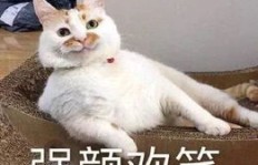 快猫猫真的能帮你轻松赚钱吗？真相究竟如何？