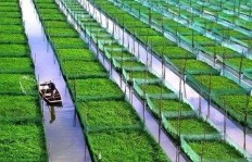 在杭州农村种植哪种作物收益最高？