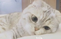 猫咪头像真能帮你日进斗金？真相究竟如何？