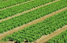 在河南农村种植哪种作物最能带来经济效益？