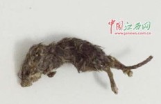 女生口中的“白龙马”究竟有何深意？求解其背后的含义