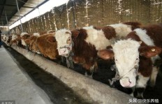 外地购牛与本地养牛，哪种方式更赚钱？