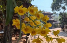 在香港种植哪些植物能带来可观收益？