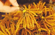 人工种植北虫草真的能带来可观收益吗？