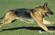 大狼狗的小说能赚钱吗？探寻其背后的经济效益