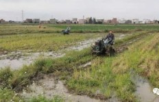 在平原地区种植哪些作物最有可能带来高收益？