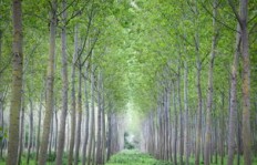哪种树木在国家农田种植最具经济效益？种植选择指南