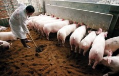 养猪与养牛，哪个更赚钱？农村创业者的选择题