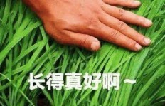 割韭菜真的比辛勤劳动更赚钱吗？背后的真相是什么？