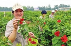 农村种植什么作物最赚钱？如何选择高收益农产品？
