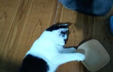 哪种猫最适合赚钱？你知道吗？