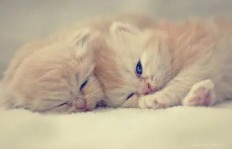 猫咪注射441后会有哪些反应和副作用？
