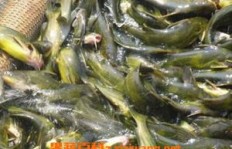 在南平养殖哪种鱼类经济效益更高？