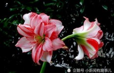 种朱顶红真的能赚钱吗？如何实现高效盈利？