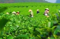 茶叶批发市场哪种茶叶最赚钱？高清图片解析