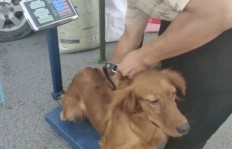 如何在狗市销售眼镜实现盈利？
