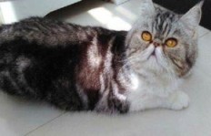 宠物猫舍经营真的能盈利吗？猫舍赚钱背后的真相是什么？